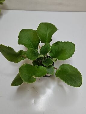 LE OKSANA Variegated African Violet Plant